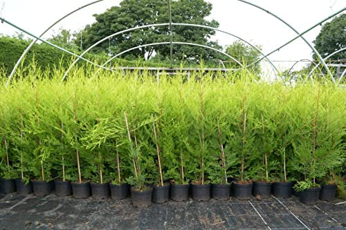 10 X 60-90cms CASTLEWELLAN Gold Hedging CONIFERS Plant 2ltr POTS
