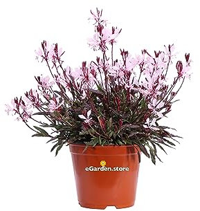 Pianta di Gaura Lindheimeri Nana Rosa pianta di Fior di Orchidea pianta da esterno pianta da fiore rosa pianta vera di Gaura pianta ornamentale venduta da eGarden.store