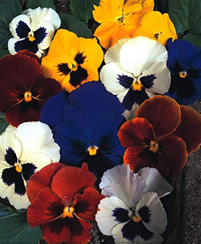 Jardin féerique x100 Pensée des géants suisses Jardin mélangé de fées, graines de fleurs