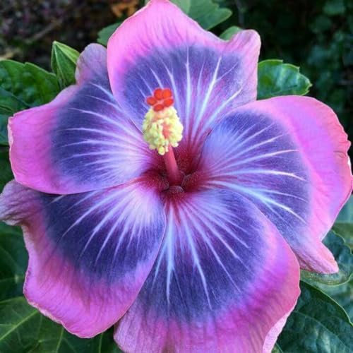 Hibiscus Pflanzen zwiebeln,winterharte,farbenfrohe Blüten,Hibiscus Pflanzen,Pflanzen in Top Qualität,bienenfreundlich,pflegeleicht,Heimdekoration geeignet,hibiskus pflanzen.-1zwiebeln-B