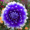 Los bulbos de dalia son flores ornamentales perennes, resistentes y llamativas, adecuadas para jardines y macetas.-2 bulbo-A