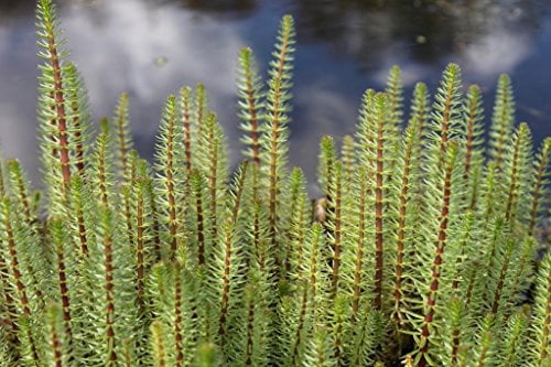 WASSERPFLANZEN WOLFF - 4er-Set im Gratis- PFLANZKORB - winterhart - Hippuris vulgaris - Tannenwedel
