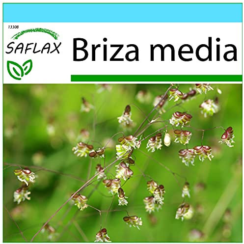 SAFLAX - Gift Set - Quaking Grass - 75 Seeds - Briza Media