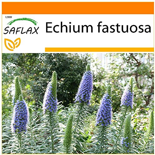 SAFLAX - Garden in the Bag - Tajinaste azul - 100 semillas - Con sustrato de cultivo en un sacchetto rigido fácil de manejar. - Echium fastuosa