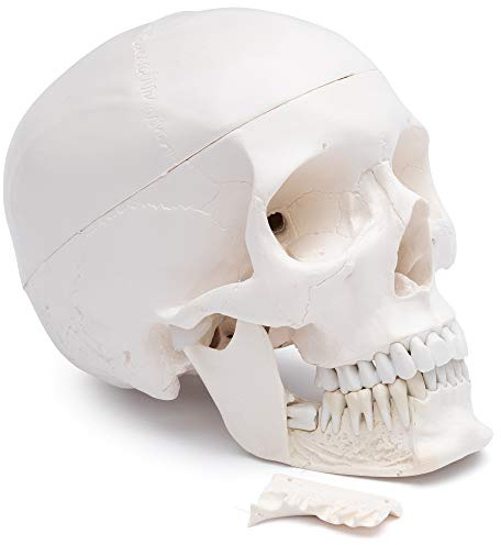 Cranstein A-249 anatomischer Dental Schädel mit ausziehbaren Zähnen | Medizin Studium und Ausbildung | Totenschädel | Schädel Anatomie Modell | Schädel Modell