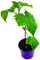 veredelte Midi Schlangengurke Melva Cucumis sativus 3er-Set