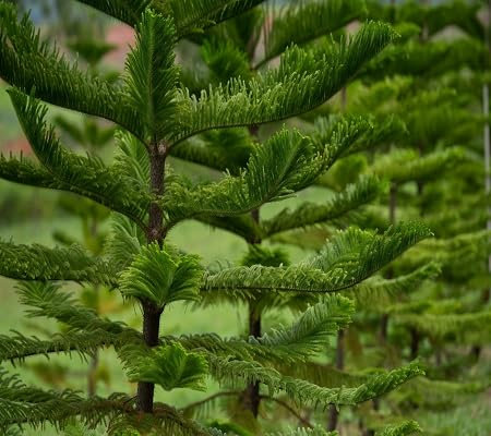 70 graines de plantes d'Araucaria