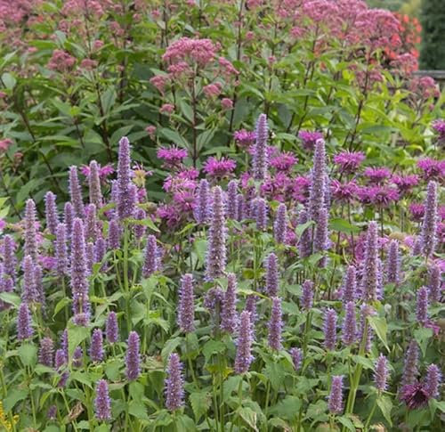 1 Pack of 200 SEEEDS Agastache Anise Hyssop