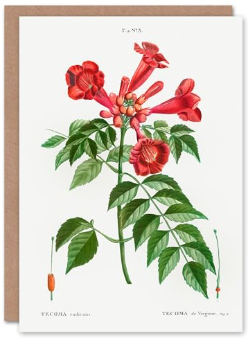 Artery8 Pierre-Joseph Redouté Art Card Trumpet Vine Flowers
