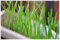 5 Pack 50 Seed Cat erba semi per il vostro gatto Pet Food Pet Food Grass Seed L001:Seeds