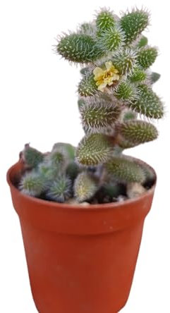 Delosperma echinatum pianta grassa perenne tappezzante con fiori gialli vaso 5,5 cm