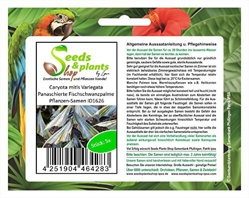 Stk - 5x Caryota mitis Variegata Panaschierte Fischschwanzpalme Pflanzen-Samen ID1626 - Seeds & Plants Shop by Ipsa