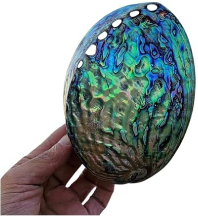 BPABDEITR Grande Coquille Naturelle Coquille d'ormeau Naturelle 13-16 cm(15cm)