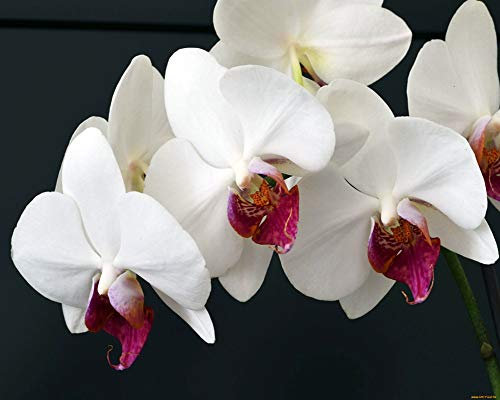 YEESAM ART Neuerscheinungen Malen nach Zahlen für Erwachsene Kinder - Weiße Orchid Orchidee Blumen 16 * 20 Zoll Leinen Segeltuch - DIY ölgemälde ölfarben Weihnachten Geschenke (Ohne Frame)