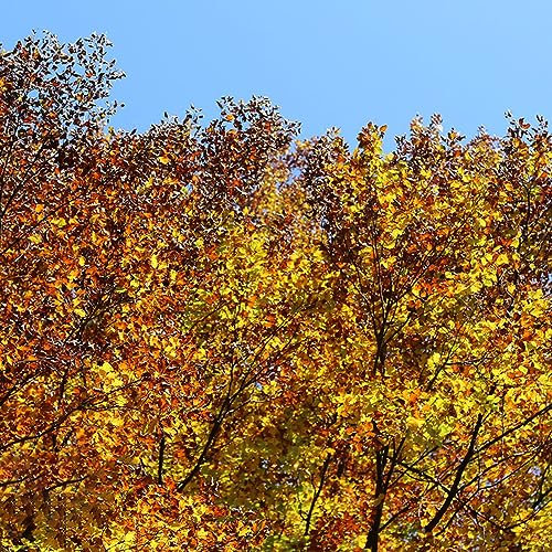 10 pcs Ulme Samen, Zimmerbonsai Bonsai (Ulmus pumila) Bonsai Samen Balkonpflanzen Winterhart Bäume Garten Winterhart Zimmerpflanzen Samen Bonsai Baum Exotische Pflanzen Winterhart