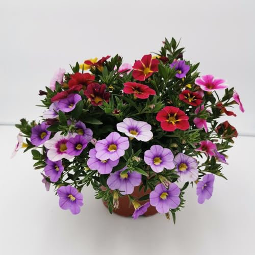 Zauberglöckchen samen (Calibrachoa elegans), zimmerpflanzen，schnell wachsender samen anzucht，fensterbank deko winterharte pflanzen für garten，indoor garten winterharte 300pcs