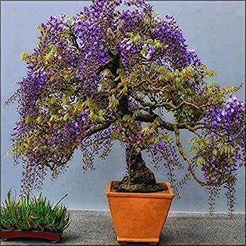5 Samen/Beutel Wisteria Samen Wisteria Baum Blumensamen 11 Farben Wisteria Pflanzen DIY für Hausgarten 2