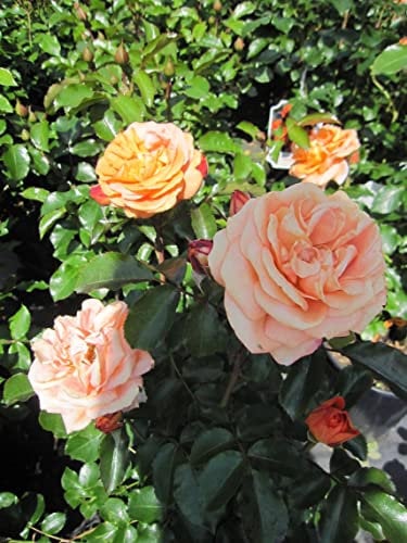 Beetrose Mango ® - Rosa Mango ® - Kordes Rose