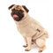 Wolters | Zopf-Strickpullover für Mops&Co in Beige | Rückenlänge 30 cm
