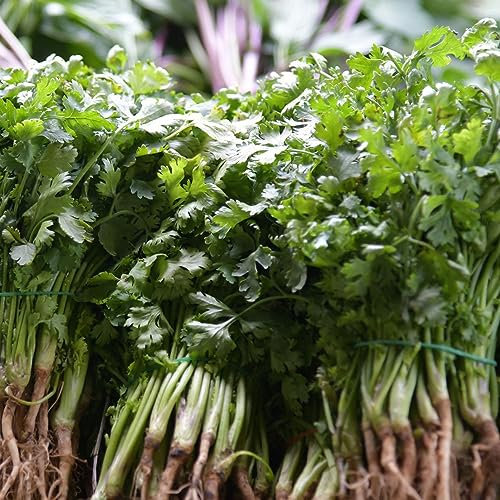 500 Pcs koriandersamen zum pflanzen - koriander frisch - küchenkräuter, exotische samen (Coriandrum sativum) kräuter, nachhaltige geschenke heilkräuter, bodendecker winterhart mehrjährig