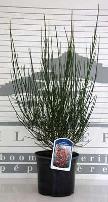 Cytisus (s) - Roter Ginster Roter Favorit 40-60 cm Container