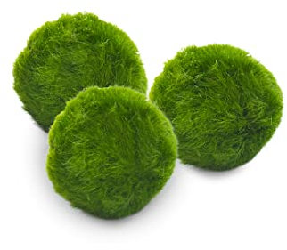 Marimo Set sfuso diametro 2-3 cm - Originale e Certificato - Solo Marimo (3)