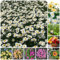 800 pcs gänseblümchen samen bio - pflanztöpfe luftreinigende zimmerpflanzen Bellis perennis,margeriten plant bodendecker winterhart mehrjährig gartenblumen danke geschenk dekopflanzen