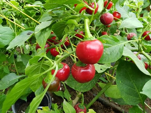Chili Sweet Cherry 10 Samen