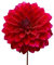 The Bulb Farmers - 14 x Dahlien knollen 'Menorca' - Rot mit Lila - Blumenzwiebeln direkt vom Züchter - Frühjahrsblüher - Zwiebelgröße 1 (die optimale Größe für den Garten) - Secure Shopping