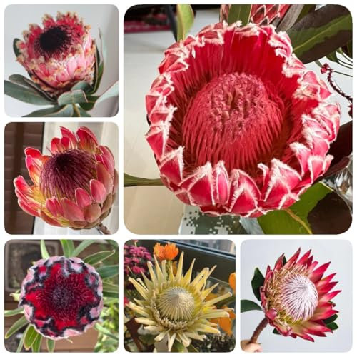 400 pcs Protea Pflanze Samen, bienenweide saatgut mehrjährig, geschenke für gartenfreunde Protea Seeds - Protea Pflanze - saatgut, winterharte kübelpflanzen deko blumen, bonsai samen
