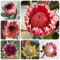 400 pcs Protea Pflanze Samen, bienenweide saatgut mehrjährig, geschenke für gartenfreunde Protea Seeds - Protea Pflanze - saatgut, winterharte kübelpflanzen deko blumen, bonsai samen