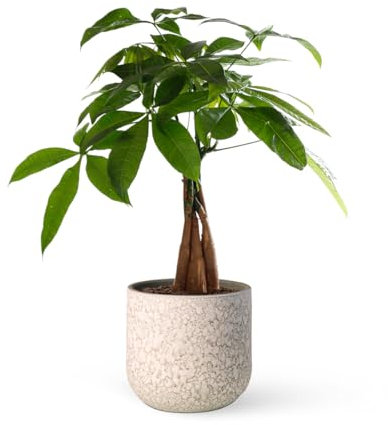 Pachira Aquatica o Árbol del dinero | Planta natural ideal para interior con altura de 35-45 cm en maceta de 12ø | April Plants