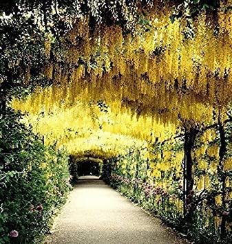 Giallo : 40 pz 4 couleurs de graines de fleurs de glicine, graines de glicine viola jaune blanc rose, cadeau terious, graines de bonsaï : graines