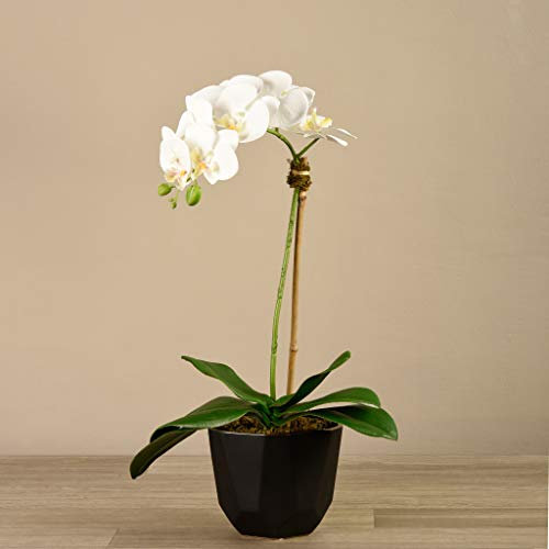 BLOOMR Künstliches Orchideen-Arrangement mit schwarzem Topf, trendiges hochwertiges Seidengewebe, dekoratives Orchideen-Arrangement, 61 cm hoch, 1,5 kg, Vase 13 cm