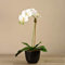 BLOOMR Künstliches Orchideen-Arrangement mit schwarzem Topf, trendiges hochwertiges Seidengewebe, dekoratives Orchideen-Arrangement, 61 cm hoch, 1,5 kg, Vase 13 cm