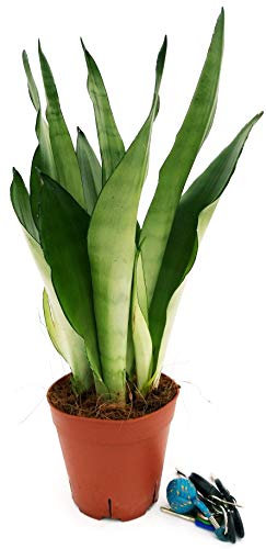 POWERS TO FLOWERS - SANSEVERIA SILVER VASO 15CM, pianta vera