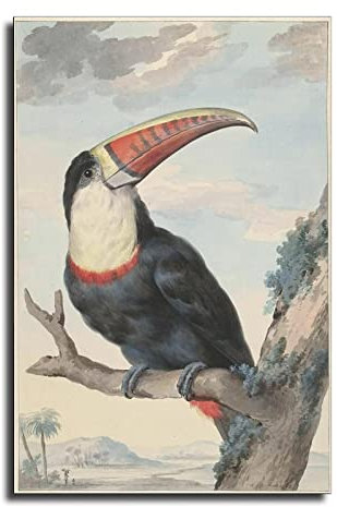 Aert Schouman – Weißes Tukan Poster Dekorative Malerei Leinwand Wandkunst Wohnzimmer Poster Schlafzimmer Gemälde 40 x 60 cm