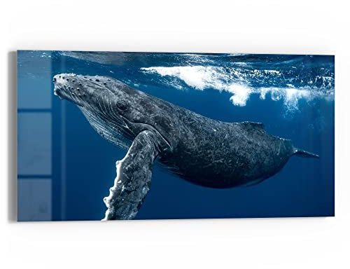 DEQORI Glasbild Echtglas | Motiv Junger Buckelwal | horizontal einteilig 60x30 cm | schöne Dekoration | Wandbild für Wohnzimmer, Schlafzimmer, Flur & Küche | moderne Wanddeko