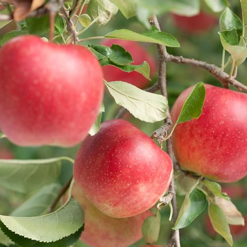 20 pcs Apfelbaum säulenobst samen, garten geschenke für frauen, pflanzen garten, Apfel Baum, Malus domestica, winterharte pflanzen, alte sorten saatgut säulenobst, geschenke obstsamen