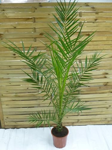 [Palmenlager] XL Phoenix canariensis -kanarische Dattelpalme - 170 cm // Indoor & Outdoor Palme