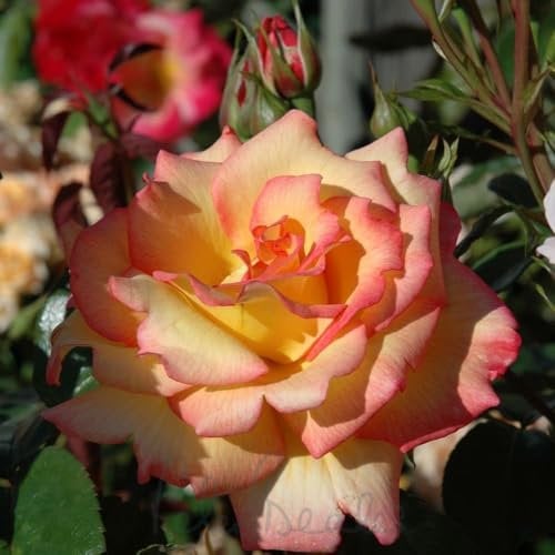 Peter Beales Roses UK Sheila's Perfume Bush Rose, Yellow with Red Edge, 75cm x 60cm, Very Fragrant, Award-Winning Floribunda