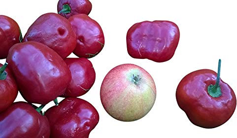 Giant Rocoto (Rießen Baumchili) 10 Samen -Apfelgroße Früchte und noch größer-