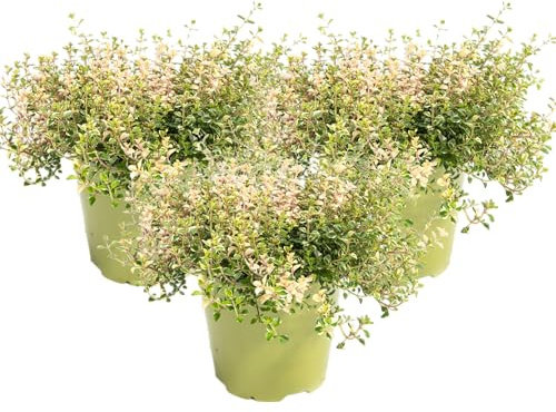 mgc24 Thymian Foxley 3er Set – buntlaubiger Feldthymian im 14 cm Topf, Thymus pulegioides, ca. 10 cm hoch – winterharte, dekorative Kräuter‑ & Bodendeckerpflanze