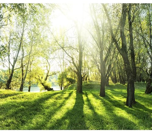 decomonkey - Papier Peint Panoramique Foret 350x256 cm - Décoration murale moderne – Tapisserie décorative pour chambre salon - Lueur des arbres forêt nature soleil gazon l'eau