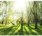 decomonkey - Papier Peint Panoramique Foret 350x256 cm - Décoration murale moderne – Tapisserie décorative pour chambre salon - Lueur des arbres forêt nature soleil gazon l'eau