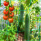 Sunshine Smile Rankhilfe Pflanzennetz 0.9x1.8M, Premium Ranknetz mit großer Maschenweite, Stütznetz Gartennetz für Kletterpflanzen