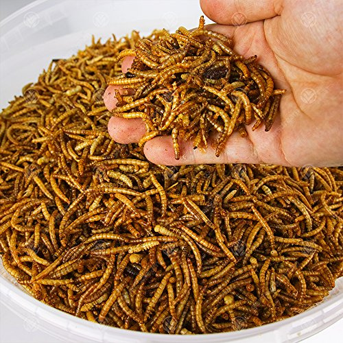 GardenersDream Dried Mealworms | Premium Garden Wild Bird Food Mix | Balanced Formula | Protein-Rich, Great Source of Energy | Contains Beneficial Mixed Vitamins | Large Variety (2KG)