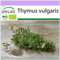 SAFLAX - Ecológico - Tomillo - 800 semillas - Thymus vulgaris