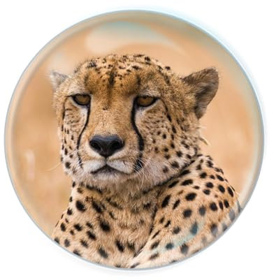 Deluxebase Magnidome Cheetah Fridge Magnet – Crystal Glass Dome Animal Magnets for Fridges, Decorative Strong Magnet for Kitchen Accessories, Novelty Gifts and Cute Home Decor.