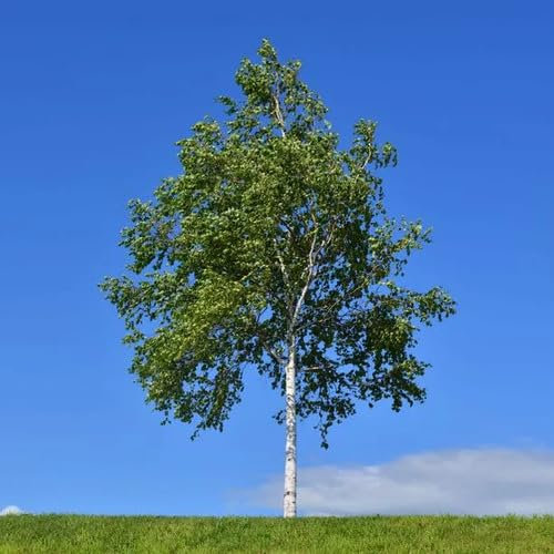 Birkensamen Grün 10 Stück